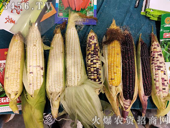 专注作物高产，见证增收奇迹！华为种业亮相2019河南省夏季种子会！
